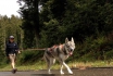 Cani-Rando - Sortie sportive avec des Huskys 2