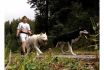 Schlittenhunde Wanderung (FR) - Trekking mit Husky Begleitung 3