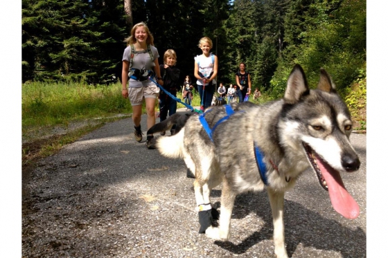 Cani-Rando - Sortie sportive avec des Huskys 1 