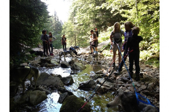 Cani-Rando - Sortie sportive avec des Huskys 6 