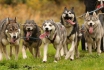 Husky Wagenfahrt (FR) - Wanderung mit Gespann 