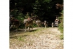 Husky Wagenfahrt (FR) - Wanderung mit Gespann 1