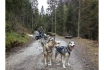 Husky Wagenfahrt (FR) - Wanderung mit Gespann 6