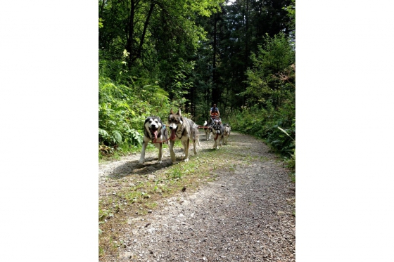 Husky et Kart - Randonnée avec attelage 2 