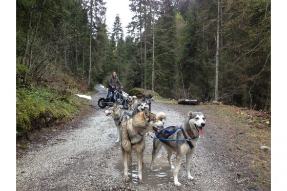 Husky et Kart - Randonnée avec attelage 6 