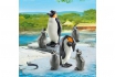 Famille de pingouins - Playmobil® Loisirs - 6649 2