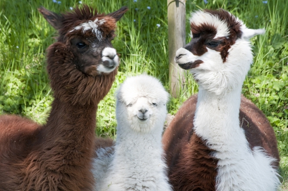 Trekking avec des alpagas - Excursion en famille 1 