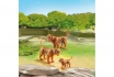 Couple de tigres avec bébé - Playmobil® Loisirs - 6645 2