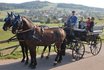 Pferdefahrt - mit einer Wagonette 