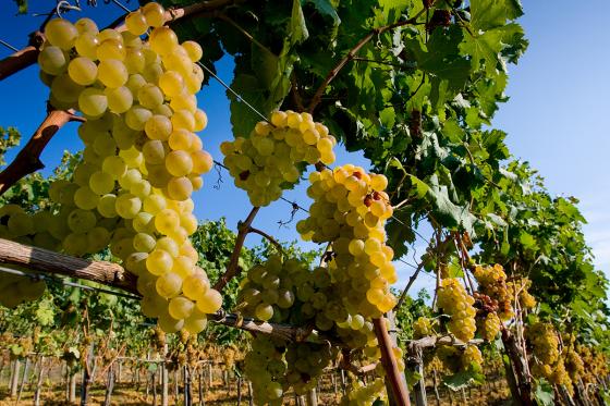 Wine-Tour à 5 - Vélo électrique & dégustation de vins 6 