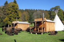 Séjour Far West au Bison Ranch - Au Près d'Orvin - 1 nuitée pour 2 pers avec petit-déjeuner