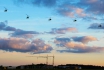 Gyrocopter Formations-Event - in ultraleichtem Drehflügler, für 3 Personen  
