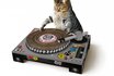 DJ Scratching Deck - Spielzeug für Katzen 