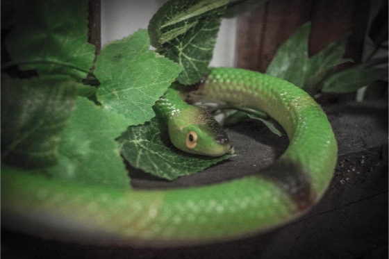 Escape Room - avec des énigmes personnalisées, 60 minutes pour 6 personnes 6  Escape Room - avec des énigmes personnalisées, 60 minutes pour 6 personnes 6