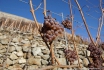 Dégustation de vin pour deux - Cave de l'Orlaya (VS) avec visite, apéro et bouteille offerte 4