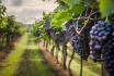 Weindegustation für zwei - Besuch in der Domaine des Remans (VD), Aperitif und Gratisflaschen 