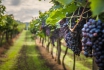 Dégustation de vin pour deux - Domaine des Remans (VD) avec visite, apéro et bouteilles offertes 