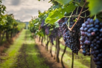 Dégustation de vin pour deux - Domaine des Remans (VD) avec visite, apéro et bouteilles offertes