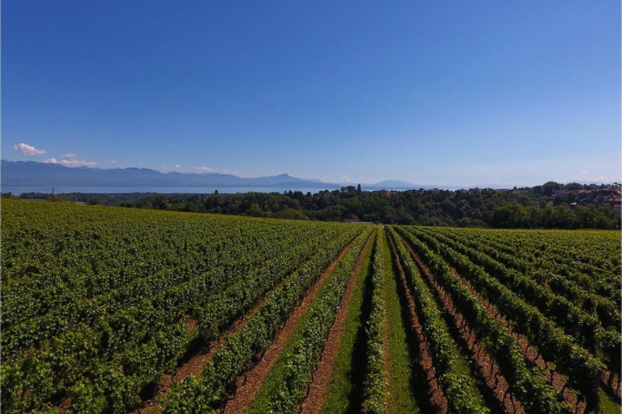 Dégustation de vin pour deux - Domaine des Remans (VD) avec visite, apéro et bouteilles offertes 3  Dégustation de vin pour deux - Domaine des Remans (VD) avec visite, apéro et bouteilles offertes 3