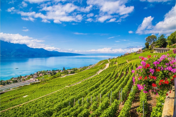 Dégustation de vin pour deux - Au Croix Duplex avec visite, apéro, kit du sommelier et bon CHF 20.- 7  Dégustation de vin pour deux - Au Croix Duplex avec visite, apéro, kit du sommelier et bon CHF 20.- 7