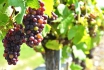Dégustation de vin pour deux - Domaine de Beauvent (GE) avec visite, apéro et bouteille offerte 3