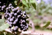 Dégustation de vin pour deux - Cave Philippe Bovet (VD) avec apéro, visite et 2 bouteilles offertes 8