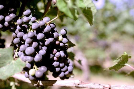 Dégustation de vin pour deux - Cave Philippe Bovet (VD) avec apéro, visite et 2 bouteilles offertes 8  Dégustation de vin pour deux - Cave Philippe Bovet (VD) avec apéro, visite et 2 bouteilles offertes 8