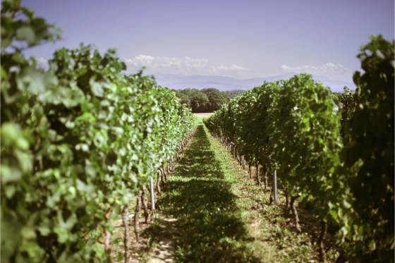 Dégustation de vin pour deux - Cave Philippe Bovet (VD) avec apéro, visite et 2 bouteilles offertes 9  Dégustation de vin pour deux - Cave Philippe Bovet (VD) avec apéro, visite et 2 bouteilles offertes 9