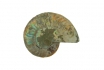 Original Ammonit - 350 Mio. Jahre alt - personalisierbar 1