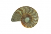 Original Ammonit - 350 Mio. Jahre alt - personalisierbar 2