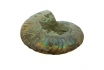 Original Ammonit - 350 Mio. Jahre alt - personalisierbar 3