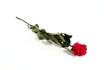 Ewig blühende Rose - rot - 56 cm 