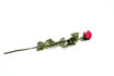 Ewig blühende Rose - rot - 56 cm 1