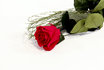 Ewig blühende Rose - rot - 56 cm 2