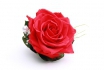 Ewig blühende Rose - in Herzbox 2