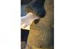 Taschentuchhalter - Moai 9