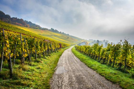 Weinabo Geschenk - 3 Lieferungen exzellenten Wein geniessen 4  Weinabo Geschenk - 3 Lieferungen exzellenten Wein geniessen 4