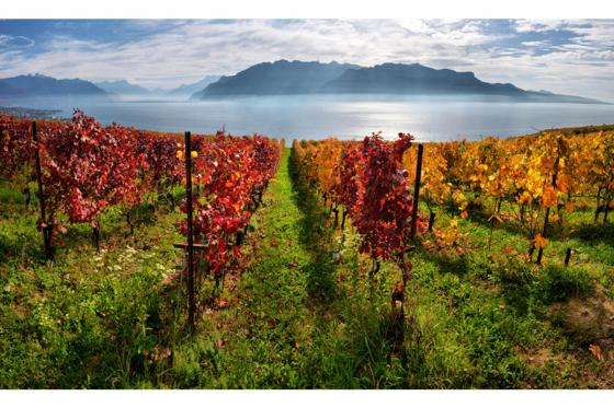 Weinabo Geschenk - 3 Lieferungen exzellenten Wein geniessen 5  Weinabo Geschenk - 3 Lieferungen exzellenten Wein geniessen 5