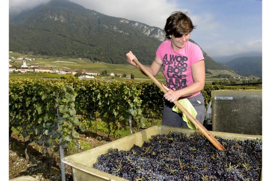 Wein Abo Geschenk - 6 Lieferungen exzellenten Wein geniessen 2 