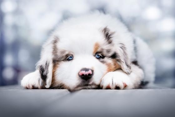 Shooting photo animaux - séance de 30 minutes avec photos retouchées  
