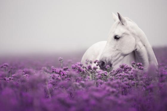 Shooting photo animaux - séance de 30 minutes avec photos retouchées 1 