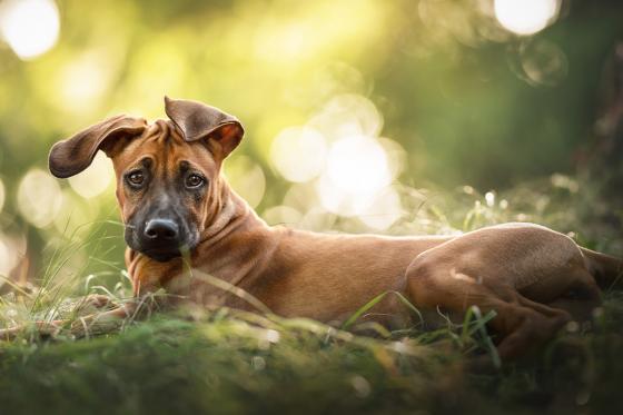 Shooting photo animaux - séance de 30 minutes avec photos retouchées 5 