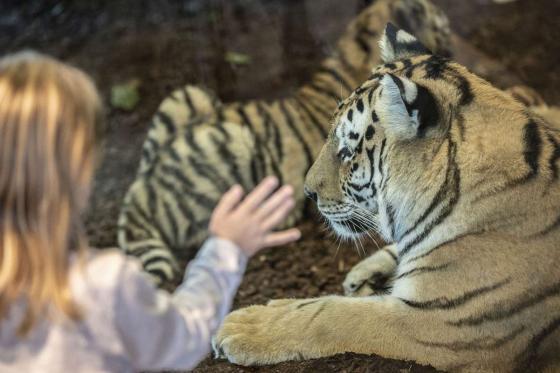 Rendez-vous mit dem Lieblingstier - Löwe, Tiger, Schimpanse uvm.  
