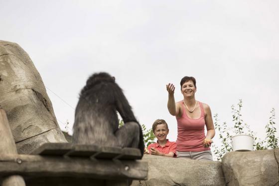 Rendez-vous mit dem Lieblingstier - Löwe, Tiger, Schimpanse uvm. 1 