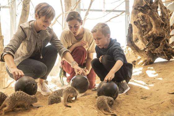 Rendez-vous mit dem Lieblingstier - Erdmännchen, Faultiere, Springtamarin, uvm.  