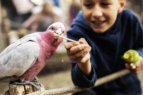 Rendez-vous mit dem Lieblingstier - Erdmännchen, Faultiere, Springtamarin, uvm. 2 