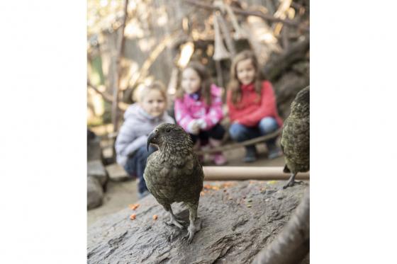 Rendez-vous mit dem Lieblingstier - Erdmännchen, Faultiere, Springtamarin, uvm. 3 