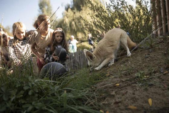 Rendez-vous mit dem Lieblingstier - Erdmännchen, Faultiere, Springtamarin, uvm. 4 