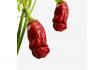 Spezielle Chilli Pflanze - Grow a dick 1