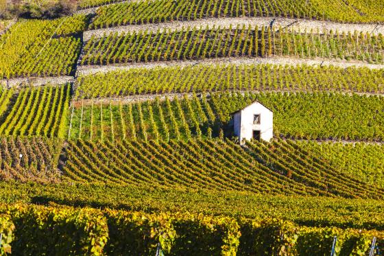 Dégustation de vin pour deux - Cave Ardevaz (VS) avec apéritif & bouteille offerte 1  Dégustation de vin pour deux - Cave Ardevaz (VS) avec apéritif & bouteille offerte 1